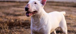 扭玻利顿犬多少钱一只（这5种猛犬）
