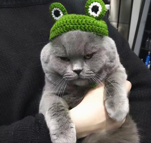 蓝猫价格大概多少钱一只（蓝猫）