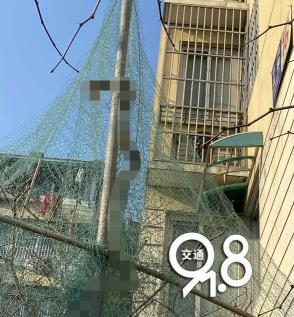 宠物蛇多少钱一只（3米长）