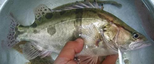 1.5米魚缸多少錢(黑龍江魚類)