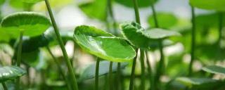 花懂得营养液多少钱（养花不懂）