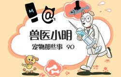 泰迪刨腹产多少钱（狗狗是否要选择剖腹产）