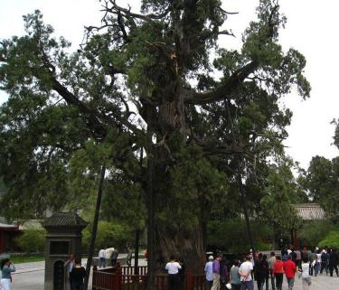 鳳凰香凝市場價多少錢（中國和世界古樹）