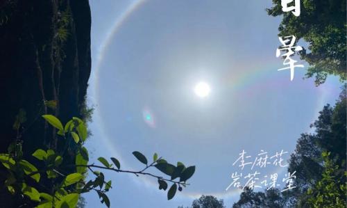 牛栏坑肉桂多少钱一斤（我喝岩茶从不喝别的）