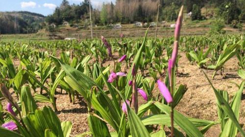 白芨多少钱1斤（中药材白芨）