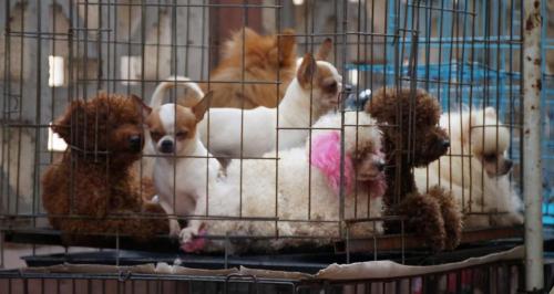 茶杯泰迪犬多少钱一只（2021）
