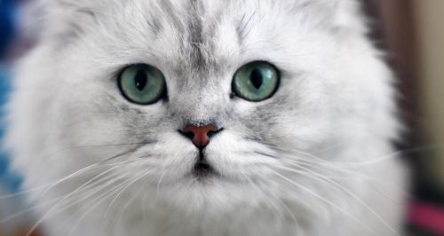 曼基康价格多少钱一只（适合新手养的猫有哪些）