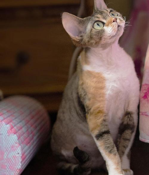 德文卷毛猫多少钱一只（吉奥家的德文卷毛猫）