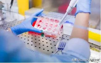 化验支原体多少钱（支原体的检测方法有哪些）