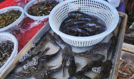 溪石斑鱼多少钱一斤（8种正在消失的河鲜）