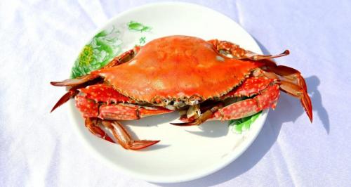 海蟹的价格多少钱一斤（梭子蟹现在多少钱一斤）