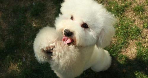 纯种比熊犬多少钱一只（纯种比熊犬有哪些特征）