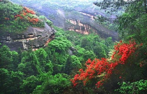 白娴鸟多少钱一只（广东青嶂山发现）