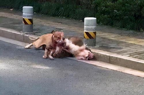 斯塔福犬多少钱一只（太危险了）