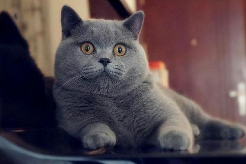 英短蓝猫多少钱（养一只）