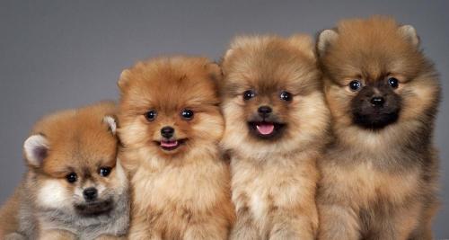 纯种博美犬多少钱一只（大多人养的博美都是串串）