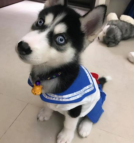 一只哈士奇多少钱（哈士奇多少钱一只）