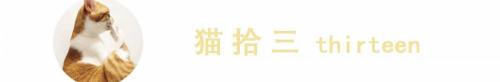 玳瑁猫多少钱一只（世界上弃养率最高的玳瑁猫）