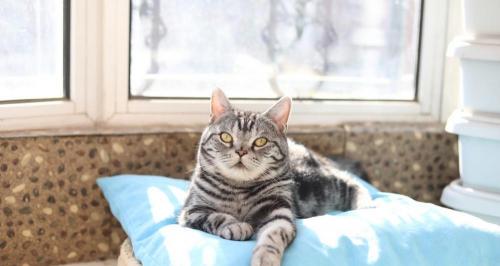 美短起司多少钱一只（世界上最好养的猫）