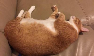 橘猫多少钱（橘猫太重机票要两千多）