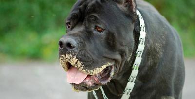 扭玻利顿犬多少钱一只（5种稍不注意就会咬人的猛犬）