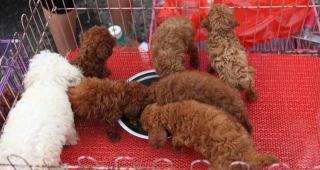 泰迪幼犬打针多少钱（泰迪狗多少钱一只）