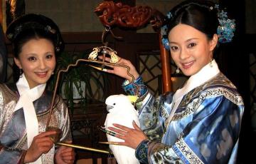蓝月轮鹦鹉多少钱一只（为啥国产鹦鹉没人养）