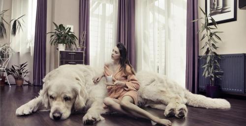 纯种比熊犬多少钱一只（5种常见狗狗最新的标准价格）