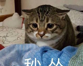 小猫做绝育手术多少钱（猫咪）