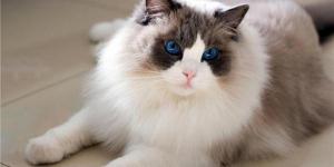 一只布偶猫大约多少钱（布偶猫介绍）
