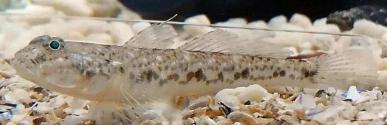海龙多少钱一斤（海边潮间带生物图鉴）