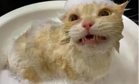 猫洗一次澡多少钱（猫咪多久洗一次澡）