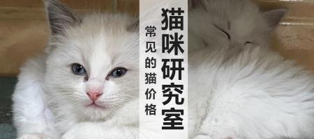 白色金吉拉多少钱一只（买猫防坑指南3）