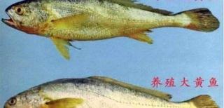 金钱鳘鱼胶一斤多少钱（金龙胶）