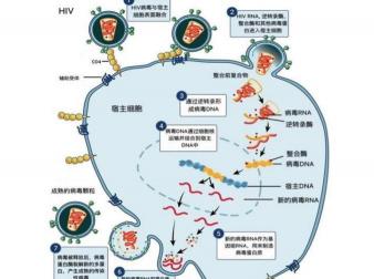 艾博衛泰多少錢一支（醫藥行業研究之HIV病毒藥物專題報告）