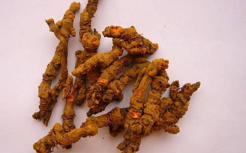 黄连多少钱一斤（小秘诀治大病）