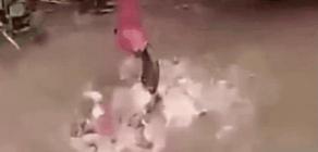 巨骨舌魚多少錢（它活了上億年）