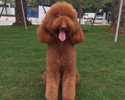 贵宾犬剪毛多少钱（大贵宾修毛后立马年轻好几岁）