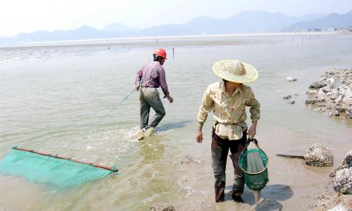 蝤蛑多少钱一斤（海边的农民一旦捕捉到青蟹就说发财了）
