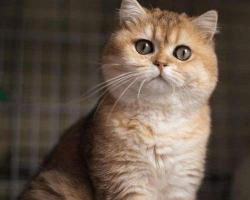 金渐层猫一般多少钱（金渐层为啥越来越多人养）