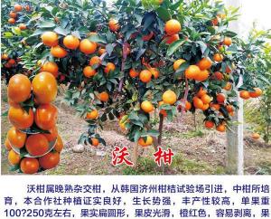 广西沃柑多少钱一斤（沃柑大量上市）