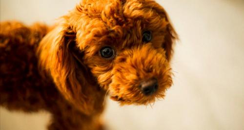 贵宾犬剪毛多少钱（养泰迪一个月多少钱）