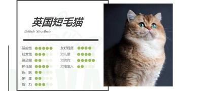 英短金渐层多少钱（英国短毛猫丨金渐层）