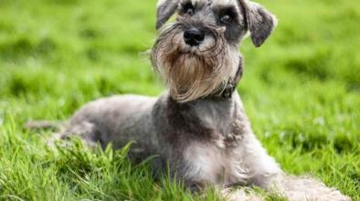 迷你杜宾犬多少钱一只（这些永远保持小狗大小的玩具犬）