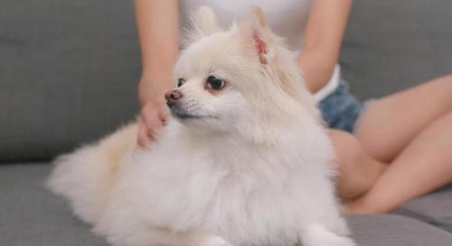 純種博美犬多少錢一只（養博美的人逐年下降）