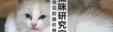 银渐层猫多少钱（买猫防坑指南3）