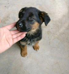 德国牧羊犬多少钱一只 幼犬（托关系买的德国牧羊犬）