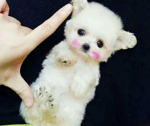 茶杯泰迪犬多少钱一只（畸形的）