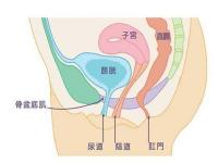 子宫下垂做手术多少钱（子宫脱垂到底是什么）