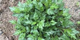 野菊花多少钱一斤（3月野菜盛宴开启）